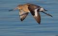 Black tailed Godwit in flight  no 3 - Charles Whitfield-King